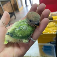 Inseparabili da imbecco