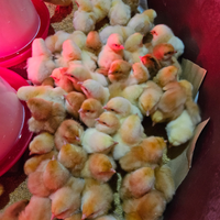 Pulcini/pulcinotti broiler, rosso, collonudo