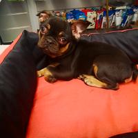 BULLDOG francese maschio tre mesi