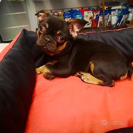 BULLDOG francese maschio tre mesi