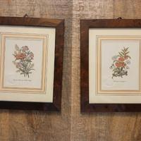 stampe fiori in cornici di radica