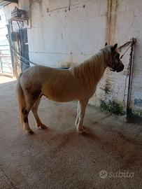Pony