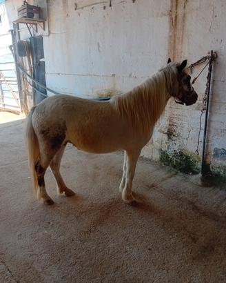 Pony