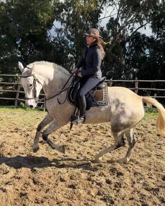 Cavalla Spagnola domata