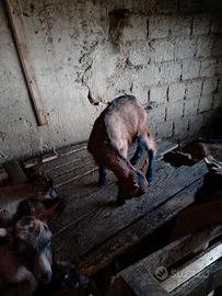 Capretti lamancha per camosciata