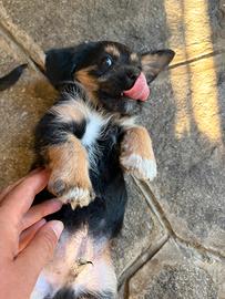 Jackapoo meticcio barboncino jack russell