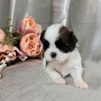 Nuova cucciolata Shih tzu