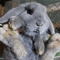 Coniglio ariete nano