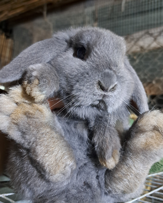 Coniglio ariete nano