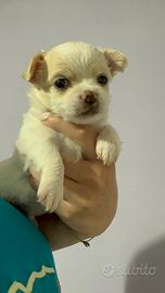 Chihuahua