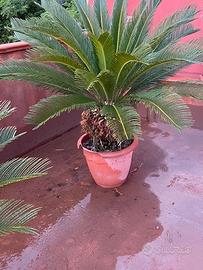 Pianta  di Cycas