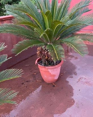 Pianta  di Cycas