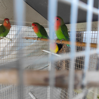 Pappagalli inseparabili