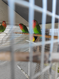 Pappagalli inseparabili