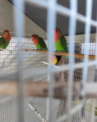 Pappagalli inseparabili