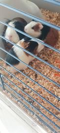 Cavia