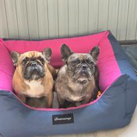 Bulldog francese in adozione