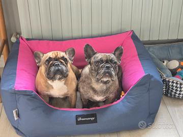 Bulldog francese in adozione