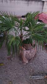 pianta in vaso "palma"