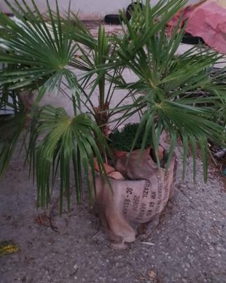 pianta in vaso "palma"