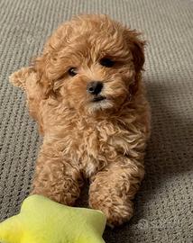 MALTIPOO - BARBONCINO toy CUCCIOLI pag mensile