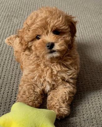 MALTIPOO - BARBONCINO toy CUCCIOLI pag mensile