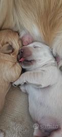 Cucciolo golden retriever