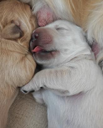 Cucciolo golden retriever