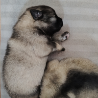 Cuccioli Wolfspitz Spitz tedeschi