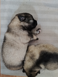 Cuccioli Wolfspitz Spitz tedeschi