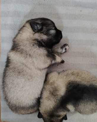 Cuccioli Wolfspitz Spitz tedeschi