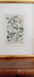 stampa antica di botanica originale 1880