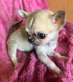 Micro Chihuahua SUPER SUPER TOY da adulto 1 kilo