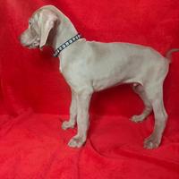 Cuccioli di weimaraner