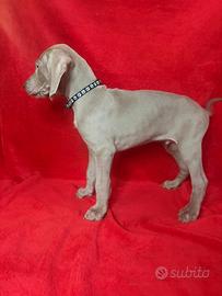 Cuccioli di weimaraner