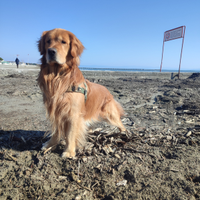 Golden Retriever linea Americana per monta