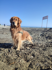 Golden Retriever linea Americana per monta