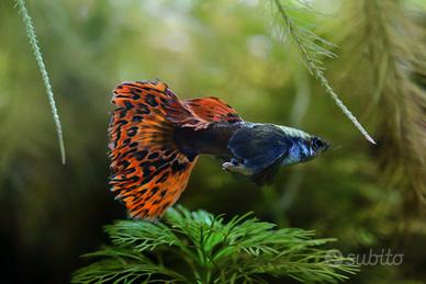 Guppy Dumbo Platinum Red Mosaic