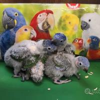 Pappagalli Lorichetto Arcobaleno DA IMBECCO