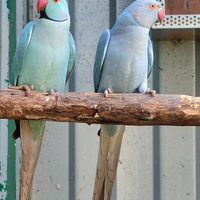 Parrocchetti dal Collare