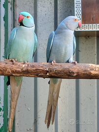 Parrocchetti dal Collare