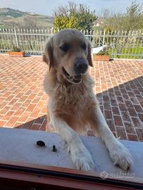 Accoppiamento golden retriever