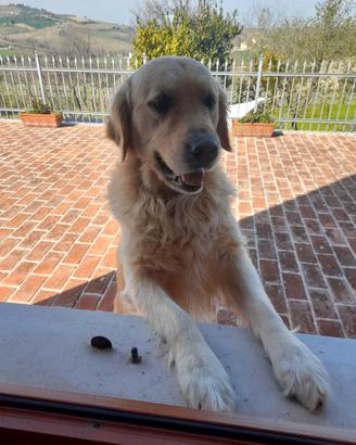 Accoppiamento golden retriever