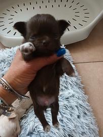 Chihuahua con pedigree