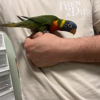 Parrocchetti pappagalli allevati a mano uccelli