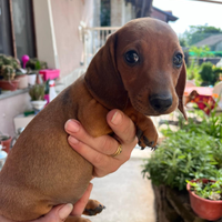 Cuccioli bassotto nano tedesco