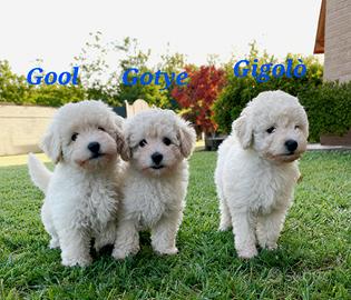 Cuccioli di barboncino toy maschi bianchi