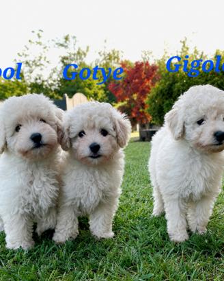 Cuccioli di barboncino toy maschi bianchi
