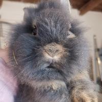 Coniglietta nana testa di leone