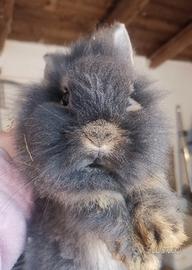 Coniglietta nana testa di leone